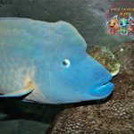 Ikan Napoleon Primadona Laut yang Jarang Terlihat!