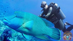 Ikan Napoleon Primadona Laut yang Jarang Terlihat!