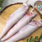 Fakta Menarik Ikan Nomei, Si Lincah dari Perairan Tropis!