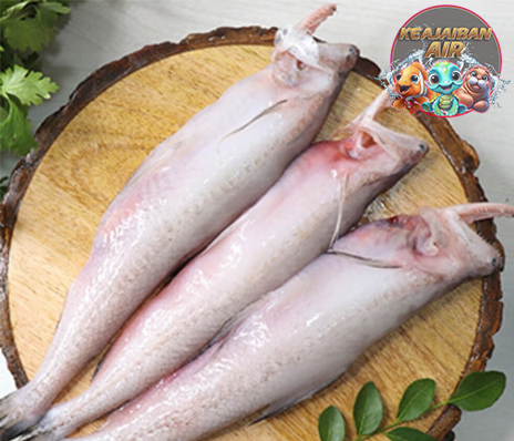 Fakta Menarik Ikan Nomei, Si Lincah dari Perairan Tropis!