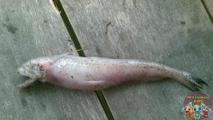 Fakta Menarik Ikan Nomei, Si Lincah dari Perairan Tropis!