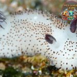 Kelinci Laut: Hewan Imut yang Bukan Tinggal di Darat!