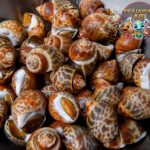 Kerang Macan Si Cantik Bergaris yang Tersembunyi di Laut!