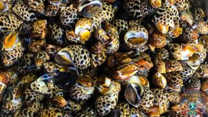 Kerang Macan Si Cantik Bergaris yang Tersembunyi di Laut!