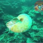Mollusca Si Lembek Lautan dengan Rahasia Mengejutkan!