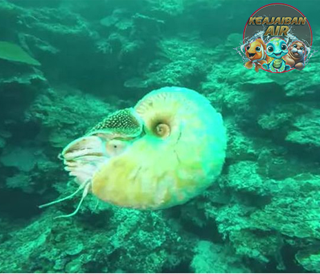 Mollusca Si Lembek Lautan dengan Rahasia Mengejutkan!