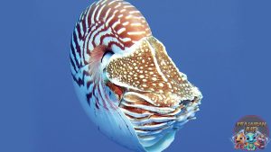 Mollusca Si Lembek Lautan dengan Rahasia Mengejutkan!