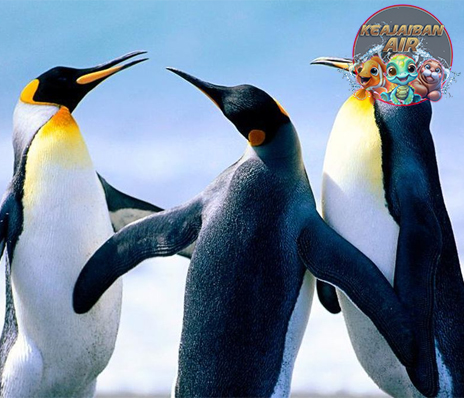 Rahasia Penguin Jalan Goyang, Hidup Ekstrem di Dunia Beku!