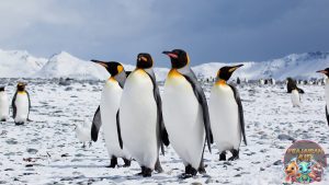 Rahasia Penguin Jalan Goyang, Hidup Ekstrem di Dunia Beku!