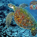 Mengenal Penyu Hijau, Ratu Tenang dari Dasar Samudra!
