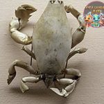 Raninidae Kepiting Aneh yang Bikin Bingung Peneliti!