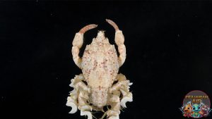 Raninidae Kepiting Aneh yang Bikin Bingung Peneliti!