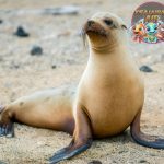 Singa Laut Raja Pantai yang Penuh Pesona dan Keunikan!