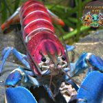 Udang Karang Si Penjepit Lautan yang Penuh Kejutan!