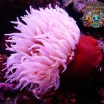 Anemon Laut: Makhluk Cantik yang Tak Bisa Disentuh!