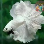 Ikan Cupang Slayer Si Pejuang Air dengan Pesona Memikat!
