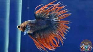 Ikan Cupang Slayer Si Pejuang Air dengan Pesona Memikat!