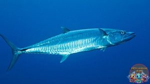Ikan Tenggiri Kekuatan dan Keindahan di Dunia Bawah Laut