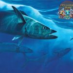 Ikan Tenggiri Kekuatan dan Keindahan di Dunia Bawah Laut