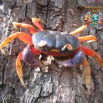 Kepiting Suji Sang Jawara Laut yang Bikin Kamu Terpesona!