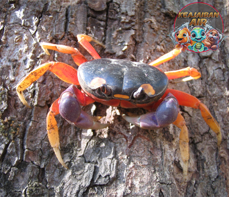 Kepiting Suji Sang Jawara Laut yang Bikin Kamu Terpesona!