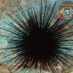 Landak Laut Makhluk Kecil dengan Pertahanan Super Unik!