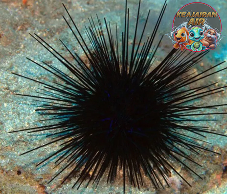 Landak Laut Makhluk Kecil dengan Pertahanan Super Unik!