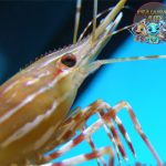 Udang Pandalidae, Tampang Biasa tapi Spesial Banget!