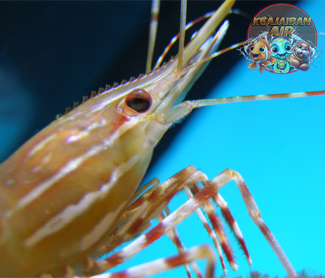 Udang Pandalidae, Tampang Biasa tapi Spesial Banget!