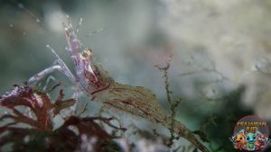 Udang Pandalidae, Tampang Biasa tapi Spesial Banget!