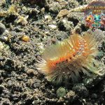 Ulat Bulu Laut Pesona Alami dari Kedalaman Laut Lepas!