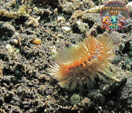 Ulat Bulu Laut Pesona Alami dari Kedalaman Laut Lepas!