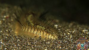 Ulat Bulu Laut Pesona Alami dari Kedalaman Laut Lepas!