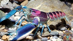 Udang Karang Si Penjepit Lautan yang Penuh Kejutan!