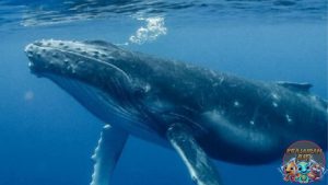 Fakta Mengejutkan Tentang Paus Biru, Si Penguasa Samudra!