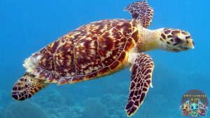 Melindungi Penyu Reptil Laut yang Terancam Punah!