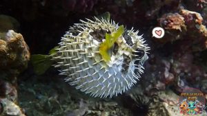 Ikan Buntal Si Imut Beracun yang Tak Boleh Diremehkan!