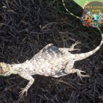 Cekibar Reptil Menarik dengan Ciri Khas yang Mempesona