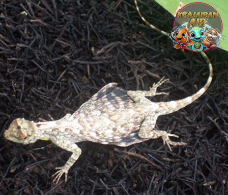 Cekibar Reptil Menarik dengan Ciri Khas yang Mempesona