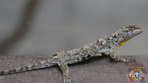 Cekibar Reptil Menarik dengan Ciri Khas yang Mempesona