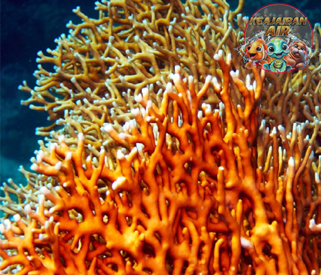 Pesona Fire Coral yang Memikat Namun Harus Diwaspadai