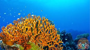 Pesona Fire Coral yang Memikat Namun Harus Diwaspadai