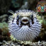 Ikan Buntal Si Imut Beracun yang Tak Boleh Diremehkan!