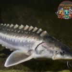 Ikan Sturgeon Raksasa Sunyi Penghasil Kaviar Mewah!