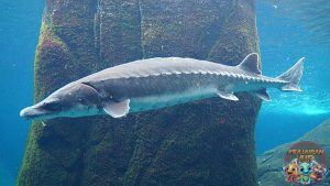 Ikan Sturgeon Raksasa Sunyi Penghasil Kaviar Mewah!
