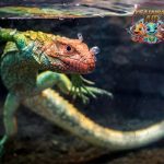 Jejak Kaiman Reptil Purba yang Masih Bertahan di Alam!