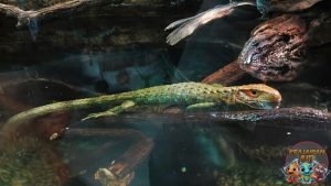 Jejak Kaiman Reptil Purba yang Masih Bertahan di Alam!