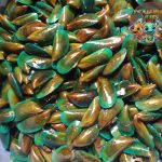Bukan Sembarangan Moluska, Ini Fakta Unik Kerang Hijau!