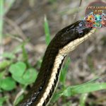 Bukan Ular Biasa, Queen Snake Punya Gaya Bangsawan!