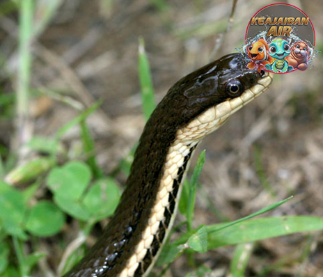 Bukan Ular Biasa, Queen Snake Punya Gaya Bangsawan!
